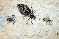 Oryctodiplax gypsorum